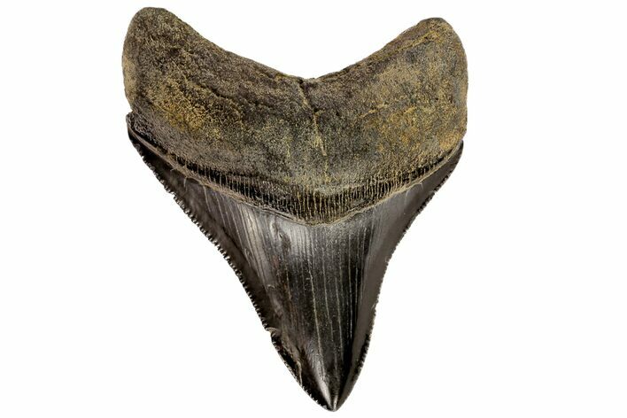 Serrated, Fossil Megalodon Tooth - Georgia #74486